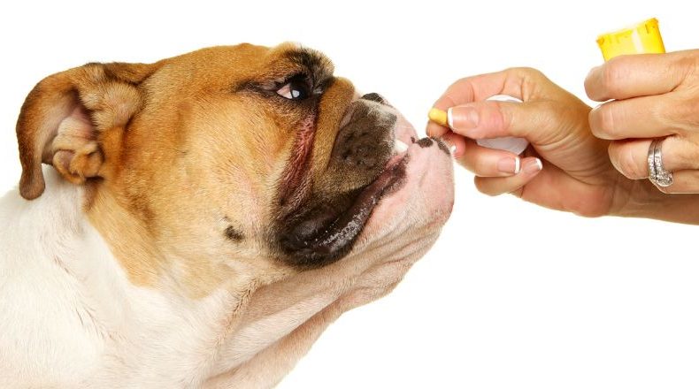 Painkillers for dogs