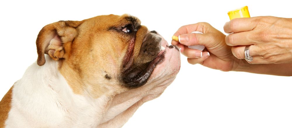 Painkillers for dogs